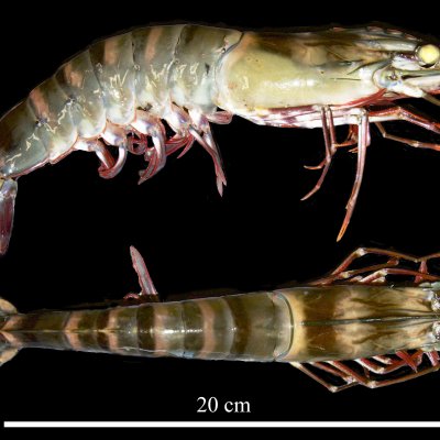 PhD student Tianyi Feng (Michael) is using advanced microscopy to create three-dimensional computer models of Australian giant black tiger prawn (Penaeus monodon) sperm.